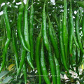 Semillas de pimiento picante híbrido HP1 Qianman F1 largo en semillas de hortalizas